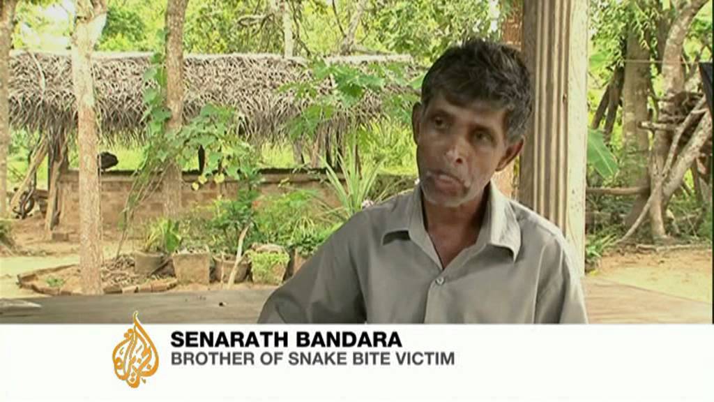  Sri  Lanka  s deadly snake bite  burden YouTube