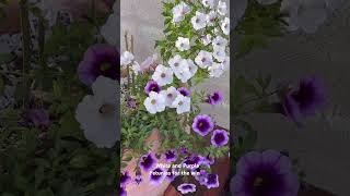 Have you tried this color combo? I 💜 it. #spring #petunias