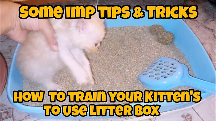 Video 6819961: persian kitten, kitten litter training