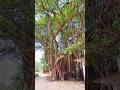 ভয়াবহ'সেই'বটগাছ'দেখুন.!😱 #vaiealreels #foryou #vairalvideo