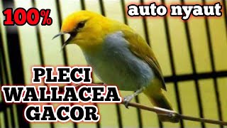 BURUNG PLECI WALLACEA GACOR