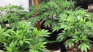 Growing with 315 cmh lights: Romulan Grapefruit