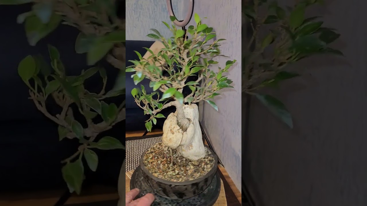 Interesting Two Ficus bonsai trees root in the rock, microcarpa and Burkei
