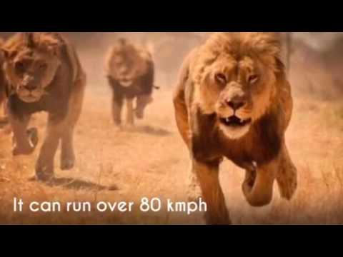camera iphone 8 plus apk Top ten fastest animals