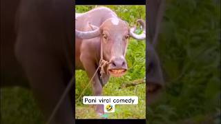 cow#pani comedy video funny comedy#viralcow#video 🤣