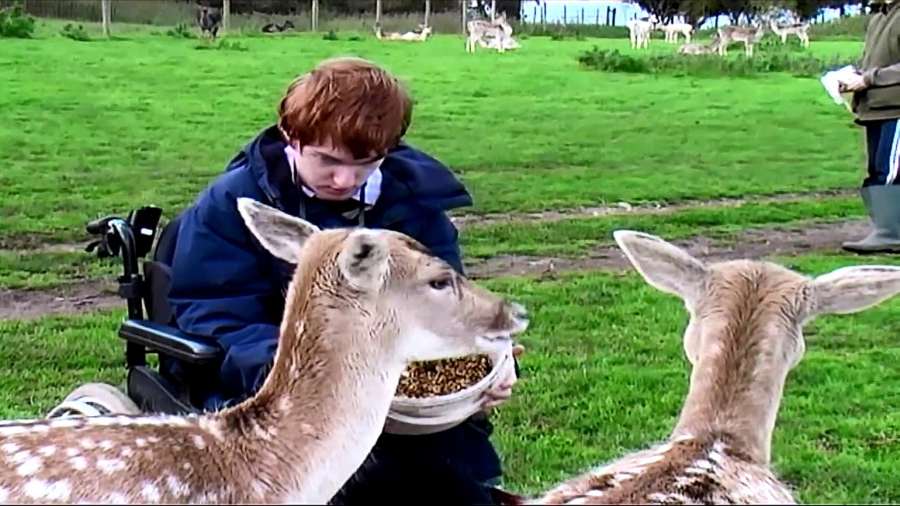 South West Deer Rescue - Radio Interview with footage (2013) - YouTube