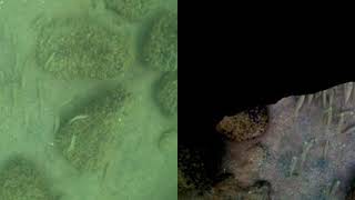 Sea-Thru Algorithm On Video