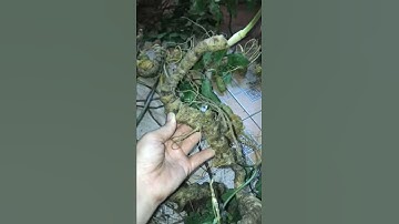 Cách ngâm rượu tam thất hoang rừng bảo khánh