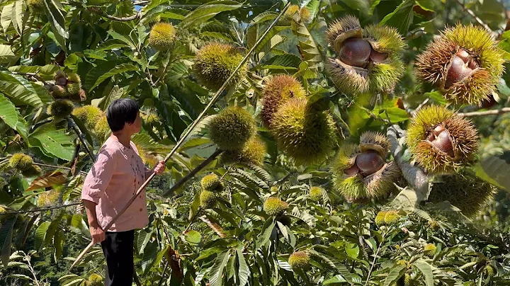 Chestnuts fell all over the place, grandma handmade chestnut mooncakes for Mid-Autumn Festival - DayDayNews