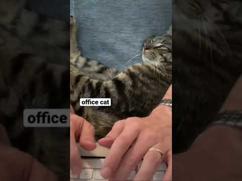 office cat