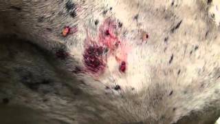 Mango worms, Miasis under the skin in animals Mangoworms and botfly YouTube Mango worms, Miasis under the skin in animals Mangoworms and botfly YouTube