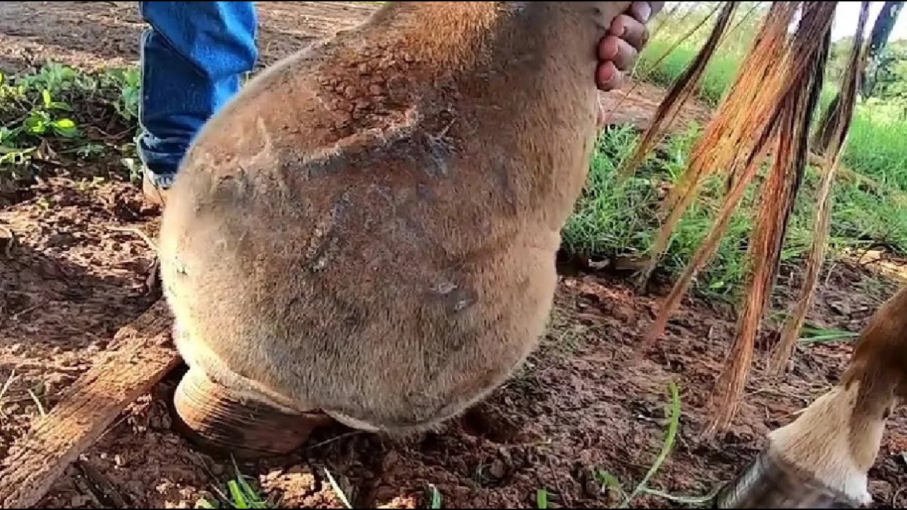 o Tamanho desse Casco...