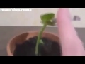 IncreÃ¬ble.planta carnivora! Se chinga un gallo