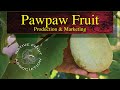 Pawpaw Fruit • Production & Marketing