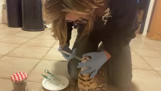 Giving Rusty his pills with a pill popper - Ifness Bengal Cattery by Ilona Koeleman-Lubbers 64 views 3 years ago 2 minutes, 14 seconds