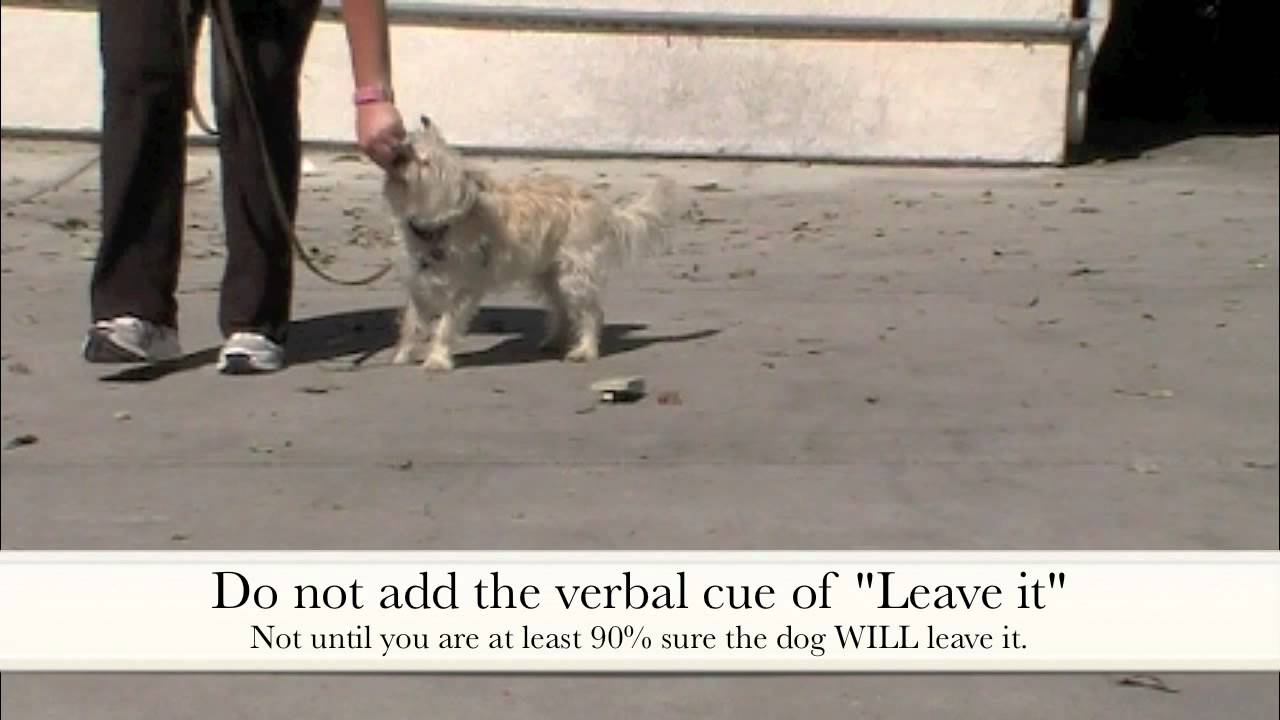 Leave it: Clicker Dog Training - ShapeFest 2012 physical education