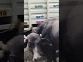 erragadda buffalo market