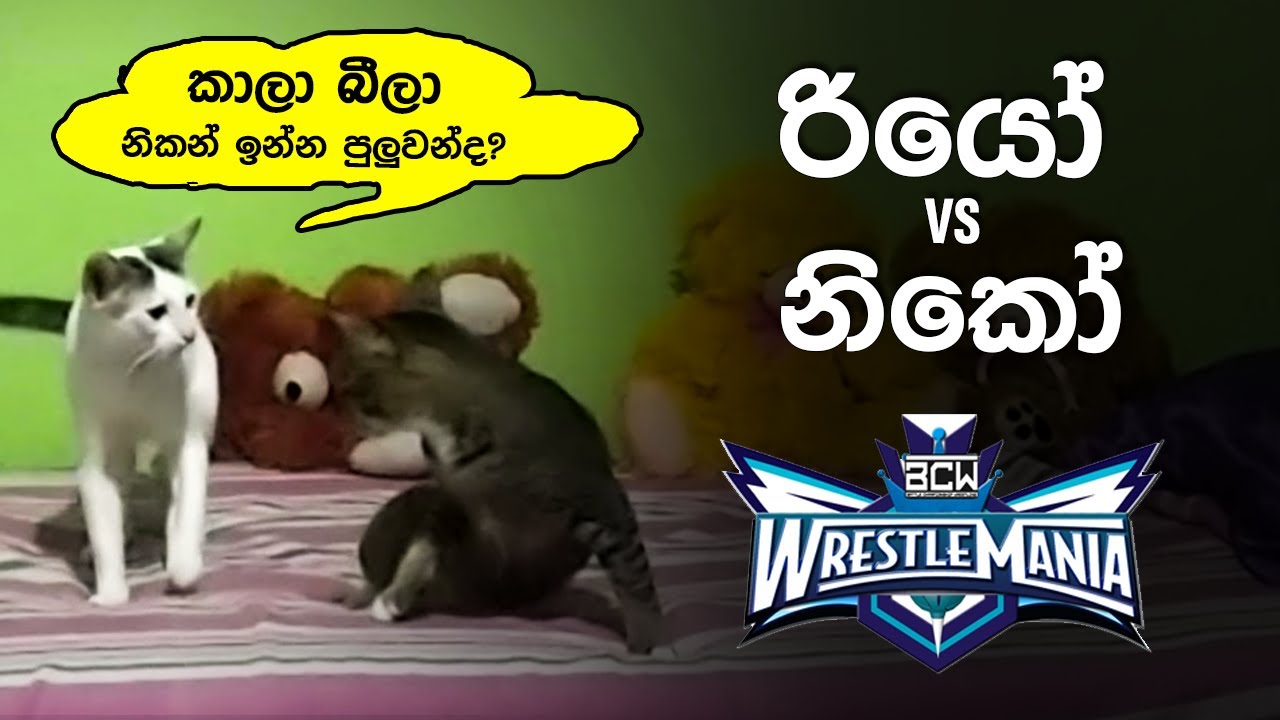 දැකලතියද මෙහෙම මැච් රෙස්ලින් නම් රෙස්ලින් 😂😂😁 wwe match rio vs niko ...