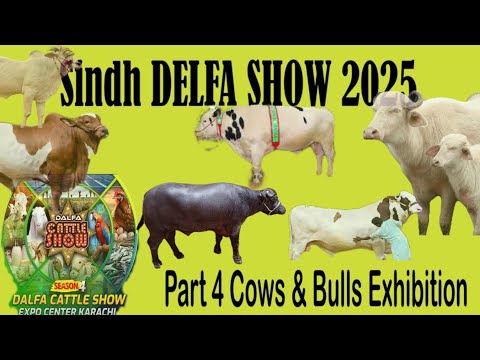 Sindh DELFA 2025 Cows Bulls Buffalos Exhibition