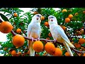 Birdsong in Forest & Relaxing Music 4K – Morning Birds and Nature Sounds
