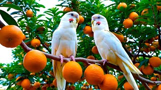 Birdsong in Forest \& Relaxing Music 4K – Morning Birds and Nature Sounds