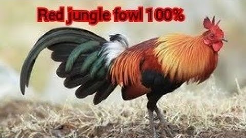 tiếng gà trống 🔥🔥 red jungle fowl 💯👍 suab Lau qaib qus qua zoo heev li dib tuaj xwb2 li
