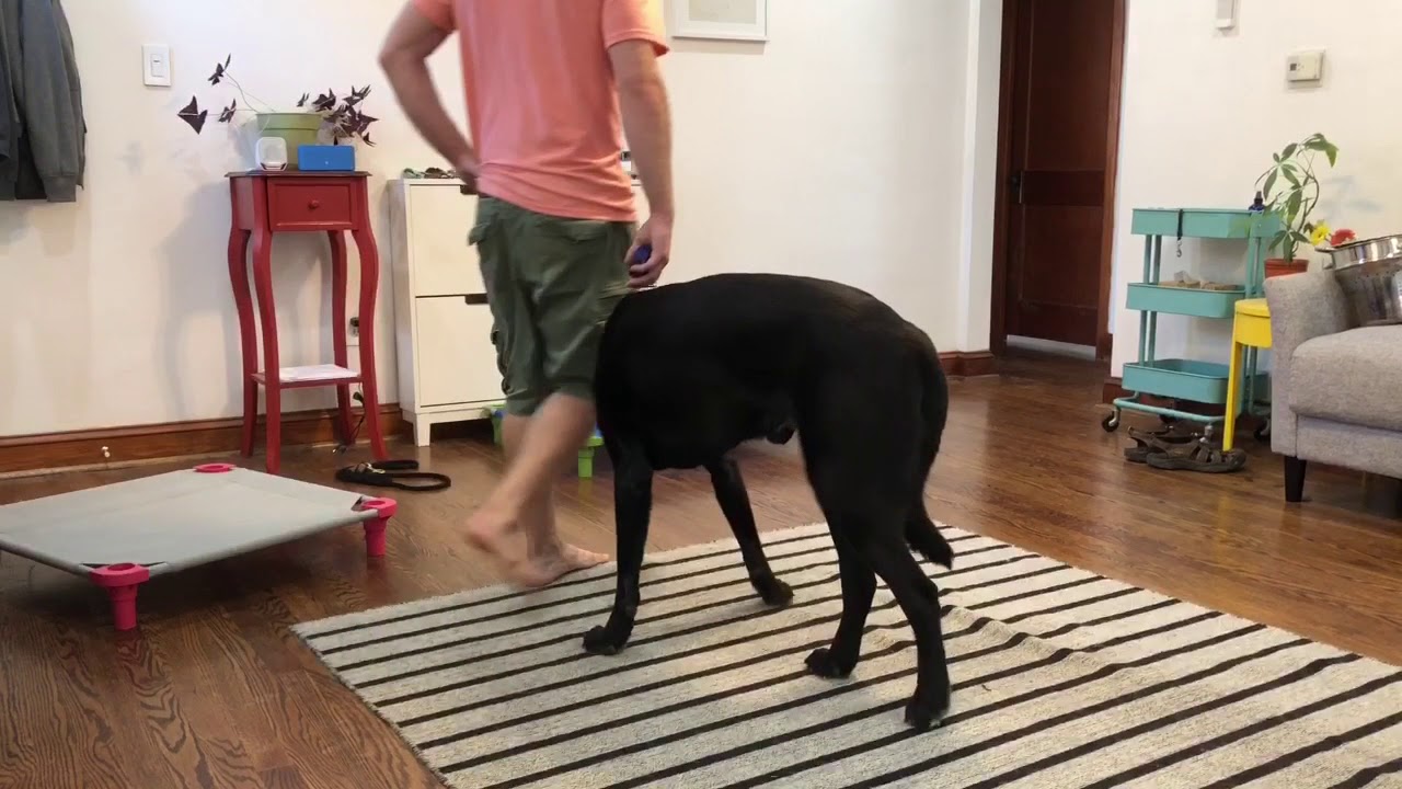 Teddy’s obedience session - YouTube