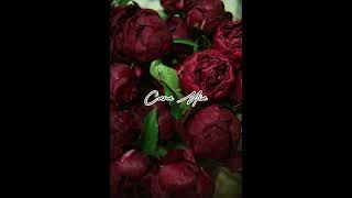 How i love this red ♥️ day 8 #christmas #red #winered #pinterest #capcut #fy #viral #like #sub #fyp