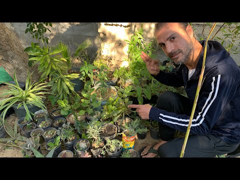 عشرة نباتات وأعشاب طبية يجب آن تزرع في كل منزل لفوائدها وأهميتها الطبية والعلاجية وأنصحكم بزراعتها