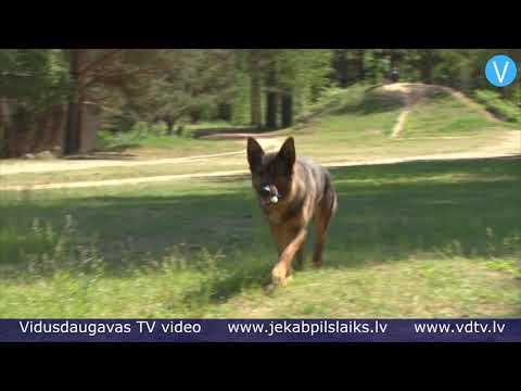 Video: Suņiem Toksiskas Vīnogas Un Rozīnes Uztura Tīrradņu Suns