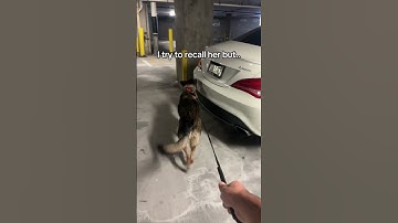 Retired bomb dog ALERTS 🚨