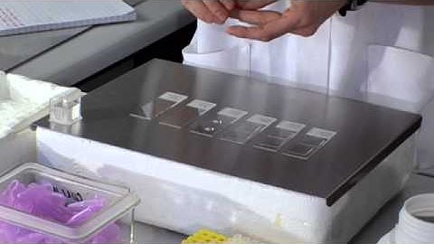 Comet Assay Stage 4: Making Gels