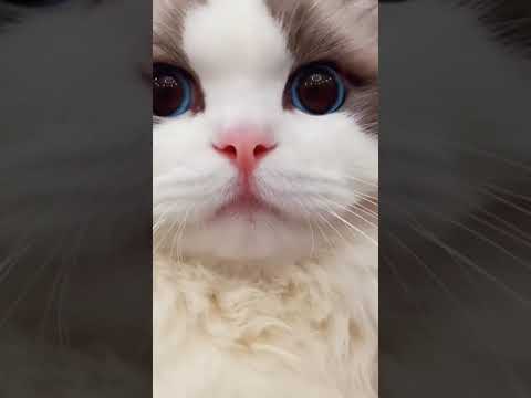वीडियो: अनास्तासिया वोलोचकोवा की बिल्ली: एक स्टार पालतू जानवर की कहानी