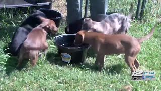 Durant Animal Shelter adoption event set for Saturday