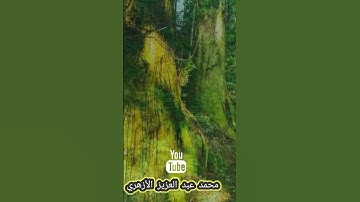 من سورة الأنبياء، من تسجيلات المحراب - محمد عبد العزيز أحمد #تلاوات
