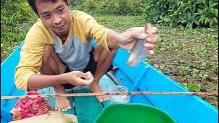 KEMBALI TURUN MANCING IKAN LAIS