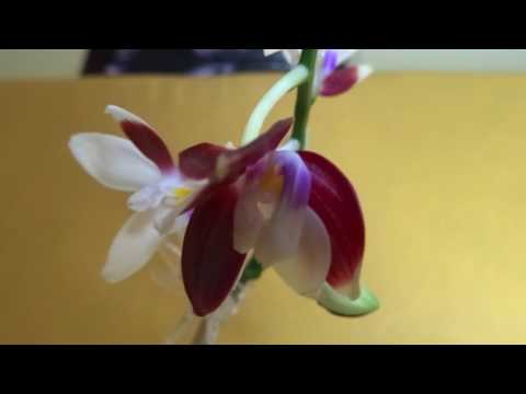 Video: Phalaenopsis Doma: Je Nutné Odstranit Stopku