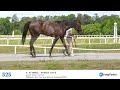 HIP 525 Fasig Tipton Maryland 2026