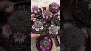 Pura perfeição: a floração da Mammillaria zeilmanniana ✨