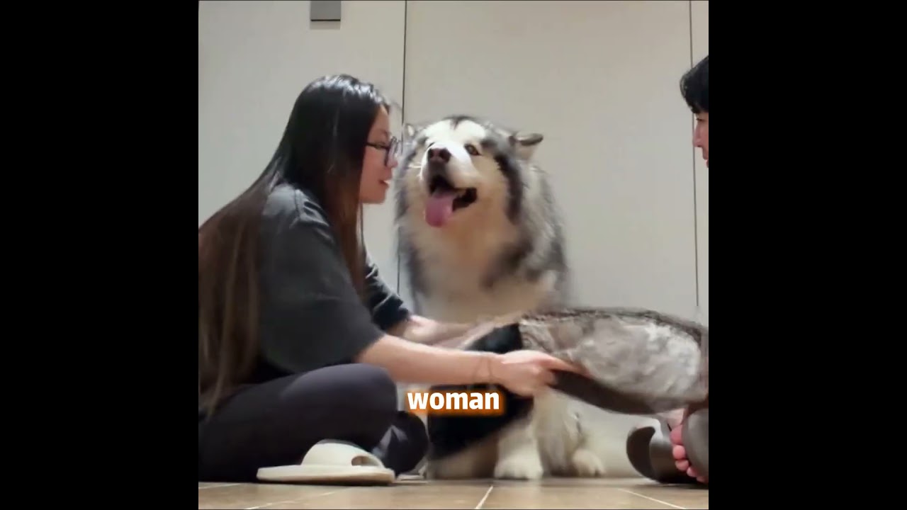 This Dog Chose His Mom Every Single Time ❤️🐶