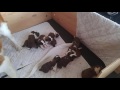 2 week old Saint Bernard pups &quot;playing&quot;