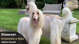 Anastasia & Raja (Afghan Hounds) in Motion