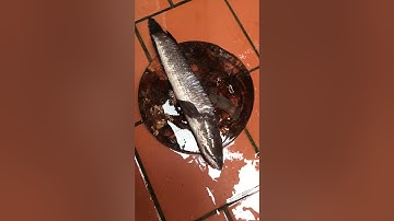 Món cá sộp kho tiêu thơm ngon!!!