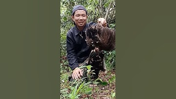 ໝານໄກ່ປ່າຕົວງາມໆ//หมานไก่ป่าตัวสวยๆ#บ่าวไกคนทำมาหากิน#ไก่ป่า #หมานๆ#วิถีชาวบ้าน #ไก่ต่อ