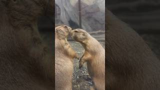 Cute Prairie Dogs caught kissing animals cuteanimals funny compilation kiss shorts viral