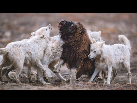 Белые зубастые северные бойцы — ПОЛЯРНЫЕ ВОЛКИ В ДЕЛЕ!