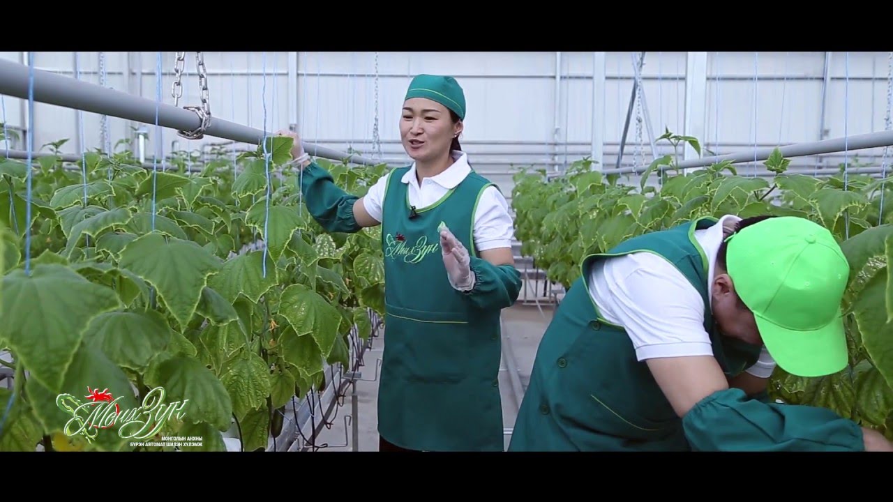 Мөнх зун хүлэмж-Грийн сити гарден ХХК