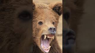 Как рычит бурый медведь🐻 Рёв царя леса