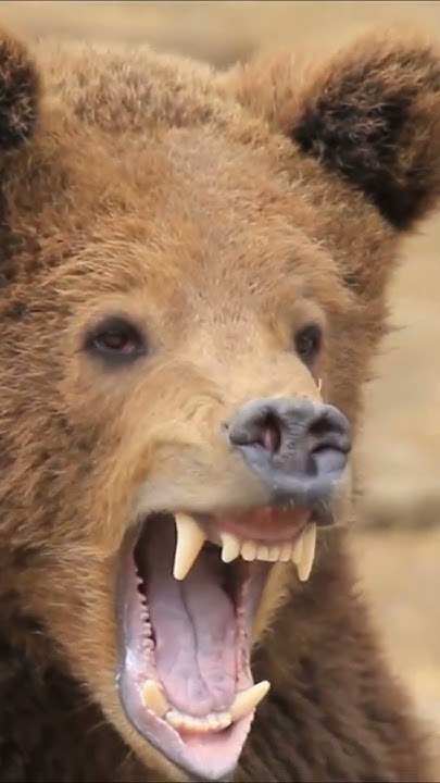 Как рычит бурый медведь🐻 Рёв царя леса - YouTube