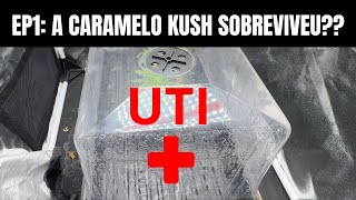 EPISODE 1: DID THE GENETICS WE FOUND ON THE STREET SURVIVE? CARAMELO KUSH